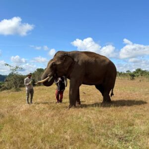 Mondol Kiri Elephan